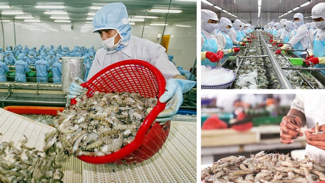 Andhra Pradesh AAR: GST Applicable on Export of Processed Frozen Shrimp, Regardless of Packaging Type